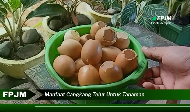 manfaat cangkang telur untuk tanaman