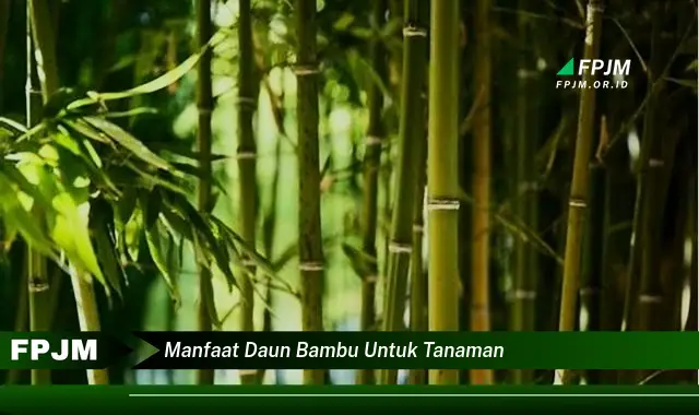 manfaat daun bambu untuk tanaman