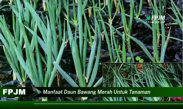 manfaat daun bawang merah untuk tanaman