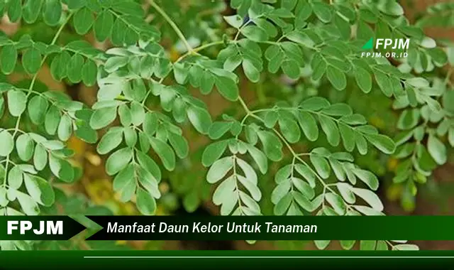 manfaat daun kelor untuk tanaman