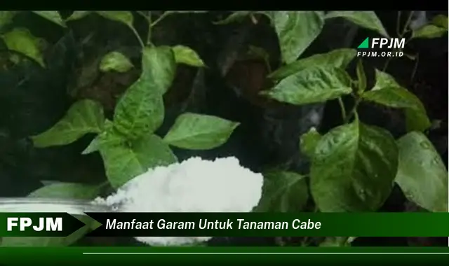 manfaat garam untuk tanaman cabe