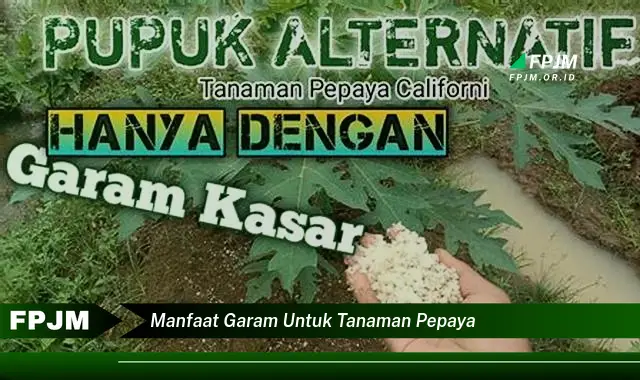 manfaat garam untuk tanaman pepaya