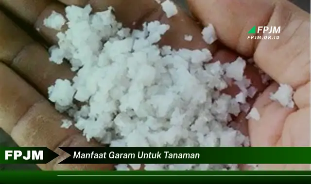 manfaat garam untuk tanaman