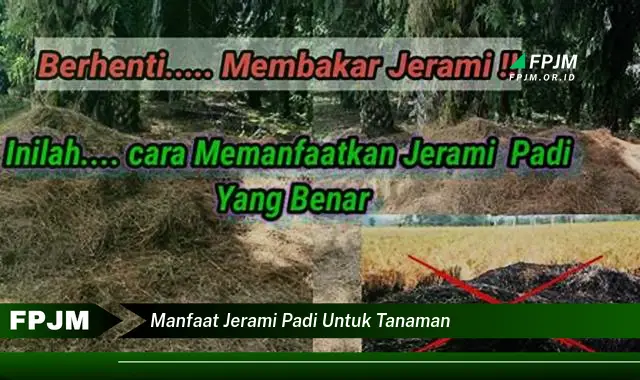 manfaat jerami padi untuk tanaman