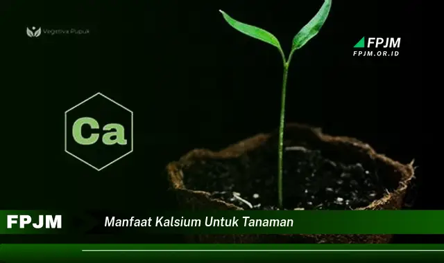 manfaat kalsium untuk tanaman