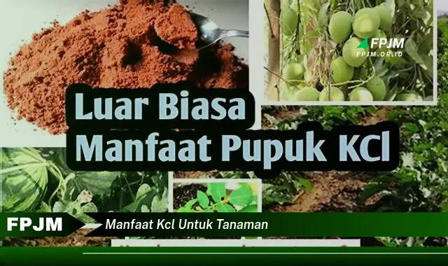 manfaat kcl untuk tanaman