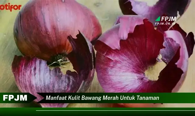 manfaat kulit bawang merah untuk tanaman