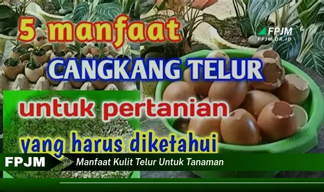 manfaat kulit telur untuk tanaman