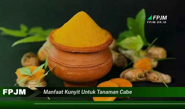 manfaat kunyit untuk tanaman cabe