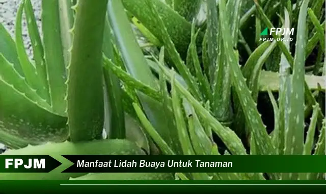 manfaat lidah buaya untuk tanaman