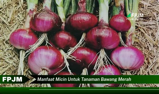 manfaat micin untuk tanaman bawang merah