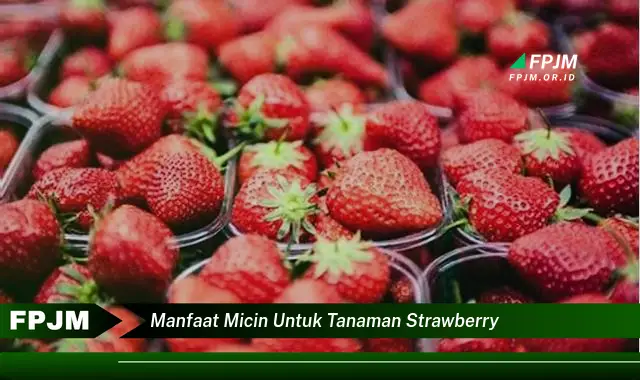 manfaat micin untuk tanaman strawberry