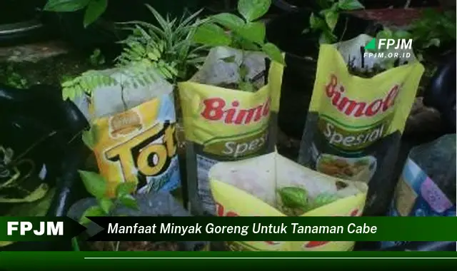 manfaat minyak goreng untuk tanaman cabe