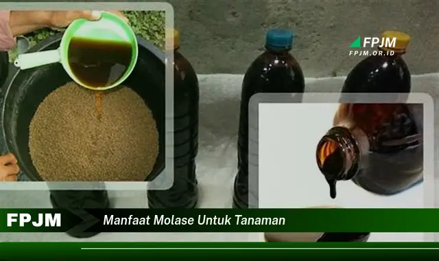 manfaat molase untuk tanaman