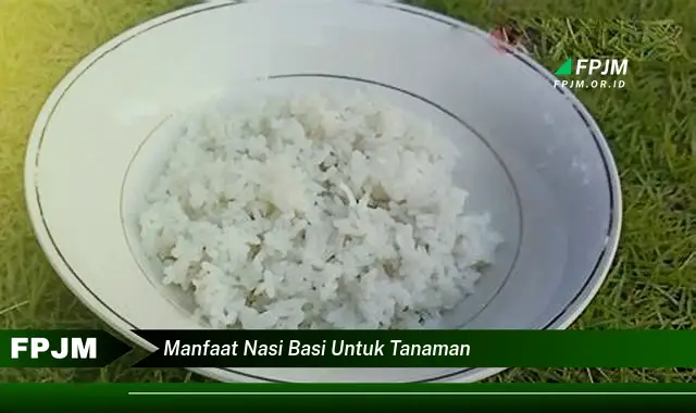 manfaat nasi basi untuk tanaman