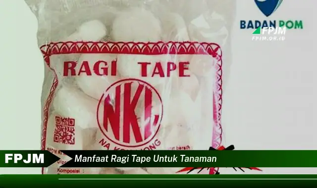 manfaat ragi tape untuk tanaman