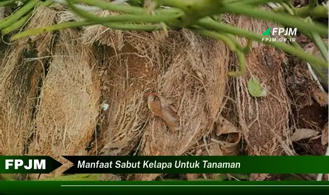 manfaat sabut kelapa untuk tanaman