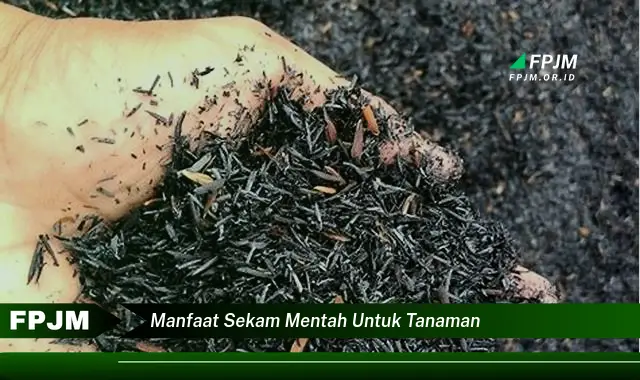 manfaat sekam mentah untuk tanaman