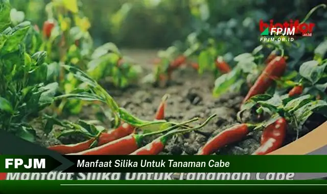 manfaat silika untuk tanaman cabe