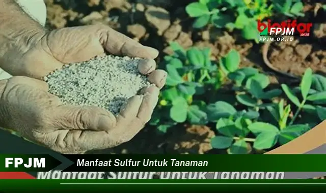 manfaat sulfur untuk tanaman