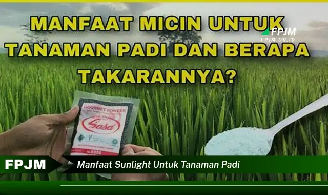 manfaat sunlight untuk tanaman padi