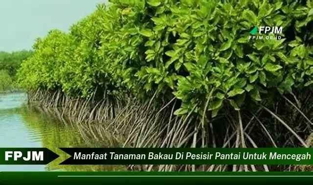 manfaat tanaman bakau di pesisir pantai untuk mencegah