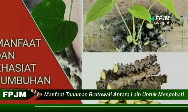 manfaat tanaman brotowali antara lain untuk mengobati