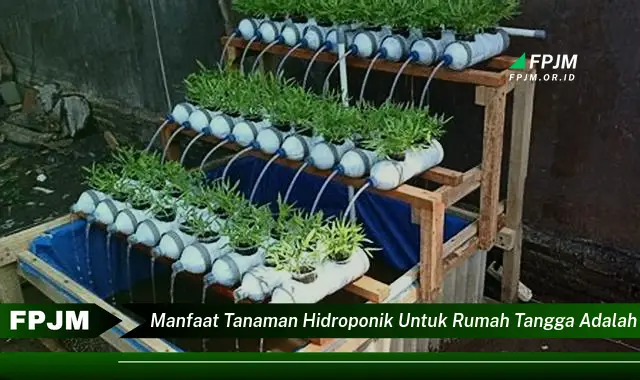 manfaat tanaman hidroponik untuk rumah tangga adalah