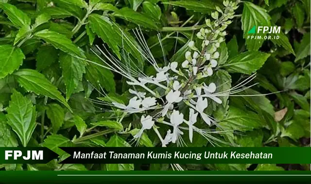 manfaat tanaman kumis kucing untuk kesehatan