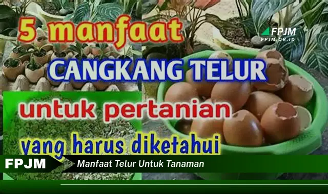 manfaat telur untuk tanaman