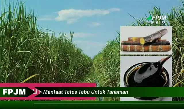 manfaat tetes tebu untuk tanaman