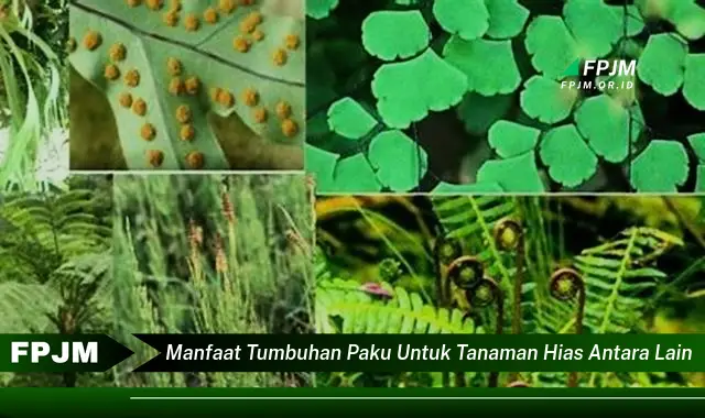 manfaat tumbuhan paku untuk tanaman hias antara lain