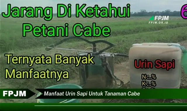 manfaat urin sapi untuk tanaman cabe