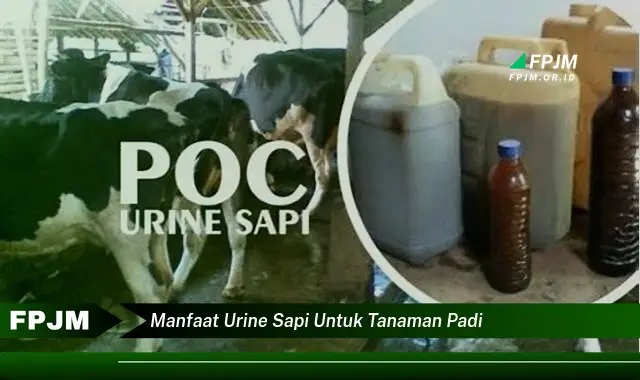 manfaat urine sapi untuk tanaman padi