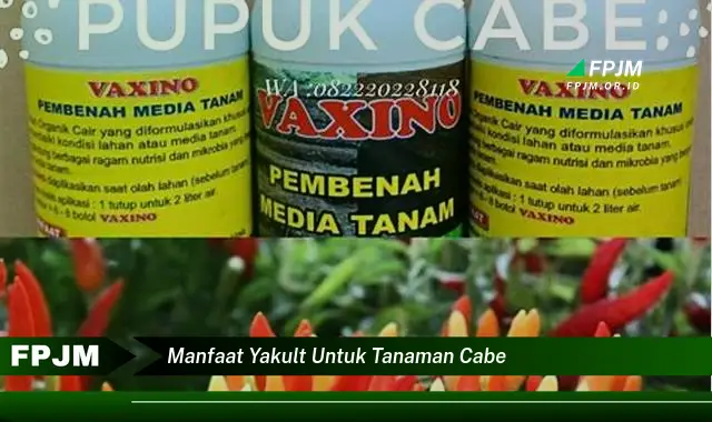 manfaat yakult untuk tanaman cabe