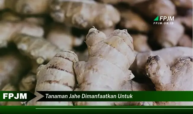 tanaman jahe dimanfaatkan untuk