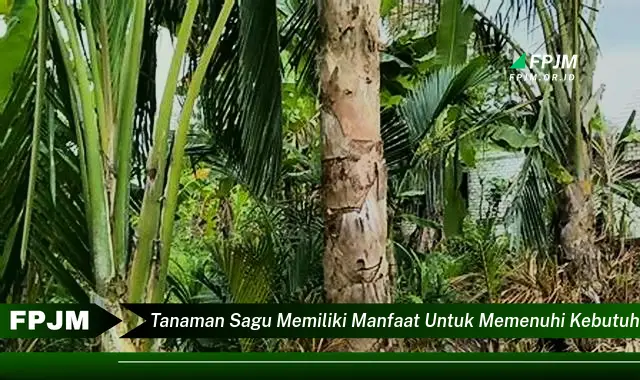 tanaman sagu memiliki manfaat untuk memenuhi kebutuhan