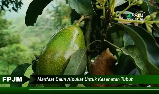 manfaat daun alpukat untuk kesehatan tubuh