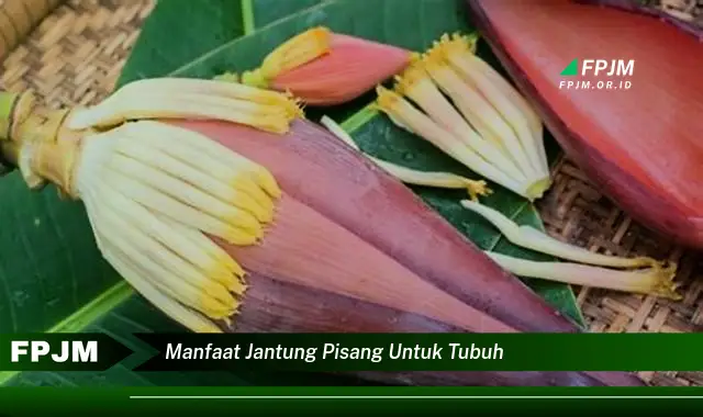 manfaat jantung pisang untuk tubuh manfaat jantung pisang untuk tubuh