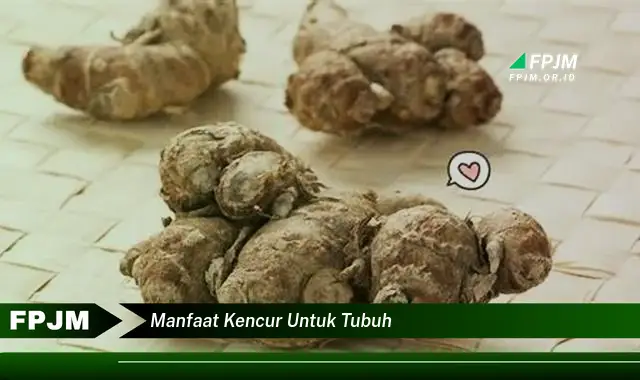 manfaat kencur untuk tubuh