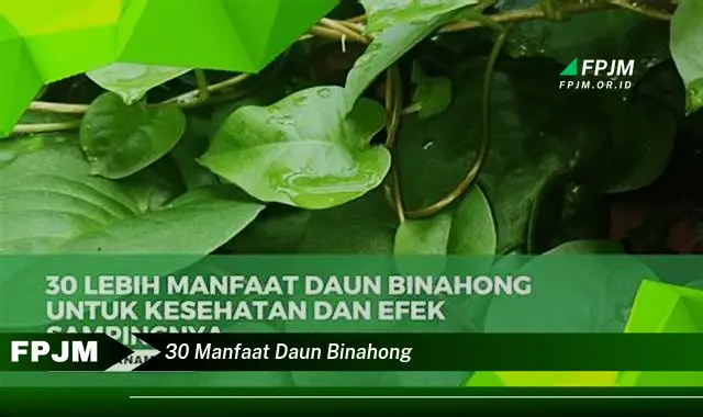 30 manfaat daun binahong