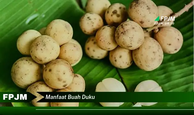 manfaat buah duku