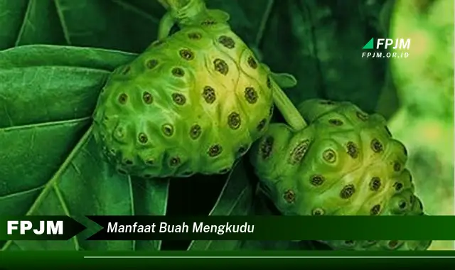 manfaat buah mengkudu