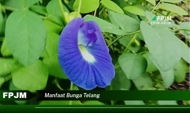 manfaat bunga telang