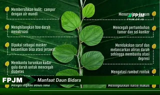 manfaat daun bidara