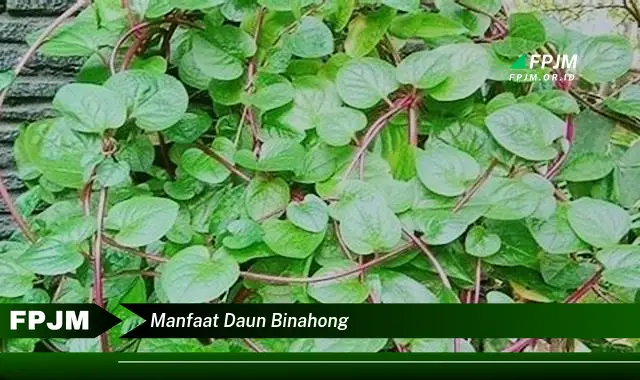 manfaat daun binahong