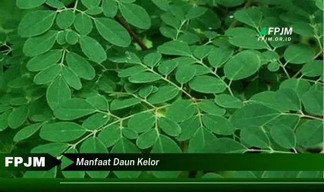 manfaat daun kelor