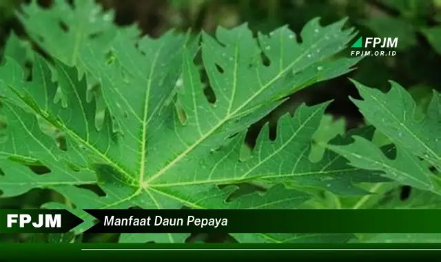 manfaat daun pepaya