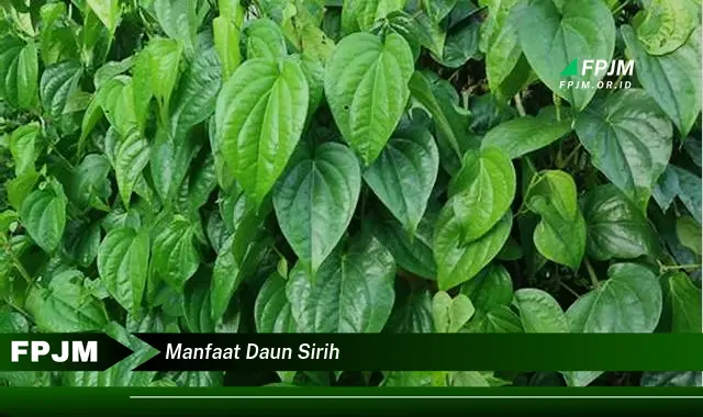 manfaat daun sirih