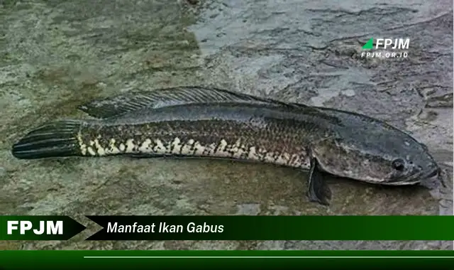 manfaat ikan gabus